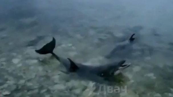 Turisté opustili Krym, akvárium vyhodilo čtyři delfíny na volné moře